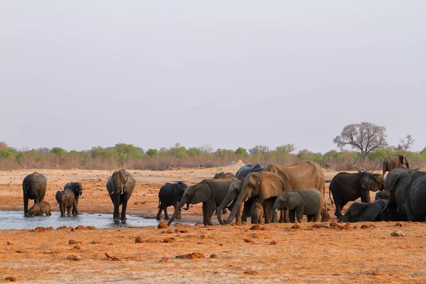 Elefantes Savana Zimbabué — Fotografia de Stock