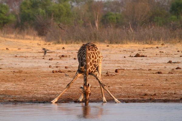 Giraffer Den Afrikanska Savannen — Stockfoto