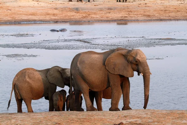 Elefantes Savana Zimbabué — Fotografia de Stock