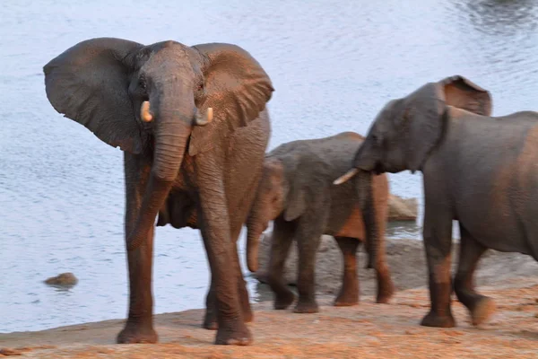 짐바브웨의 대초원에 코끼리 — 스톡 사진