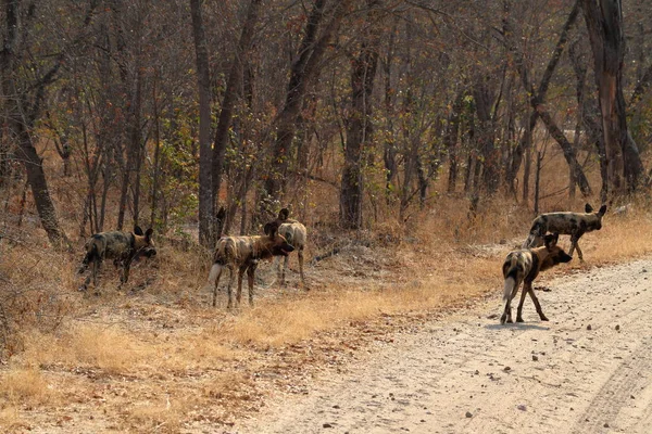 Cães Selvagens Africanos Savana Zimbábue — Fotografia de Stock