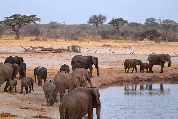 Elefántok Zimbabwe Szavannájában — Stock Fotó