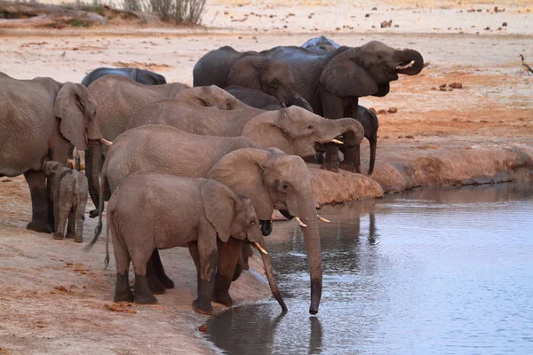 Słonie Sawannie Zimbabwe — Zdjęcie stockowe