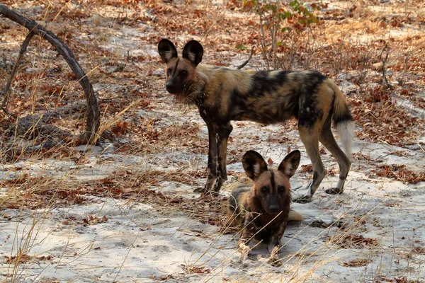 Afrikanische Wildhunde Der Savanne Von Simbabwe — Stockfoto