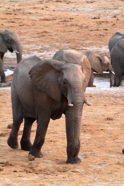 Elephants Savannah Zimbabwe — Stock Photo, Image