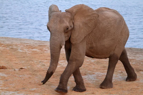 Elephants Savannah Zimbabwe — Stock Photo, Image