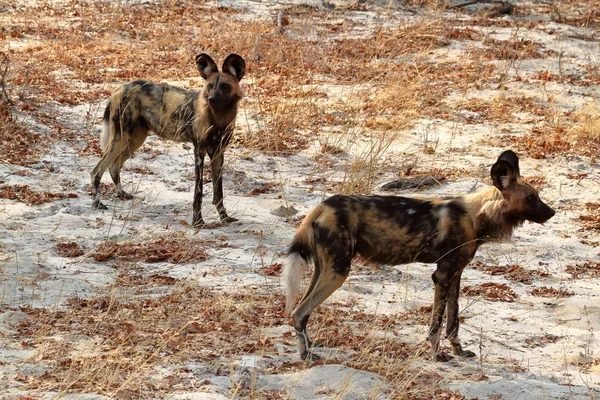 Cani Selvatici Africani Nella Savana Dello Zimbabwe — Foto Stock