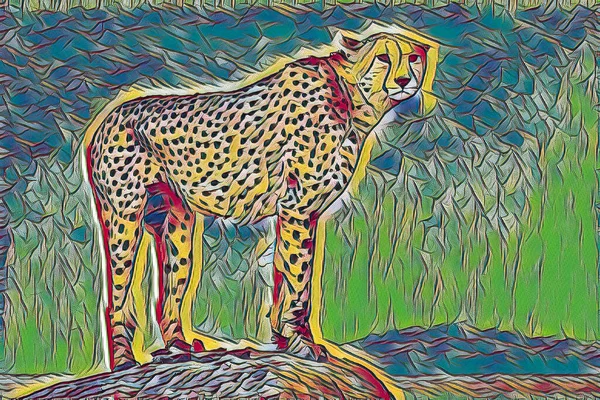 Gepard Acinonyx Jubatus Kopci Masai Mara Keňa Východní Afrika — Stock fotografie