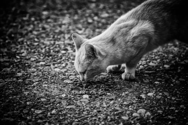 Straat Katten Eten Detail Van Verlaten Dieren — Stockfoto