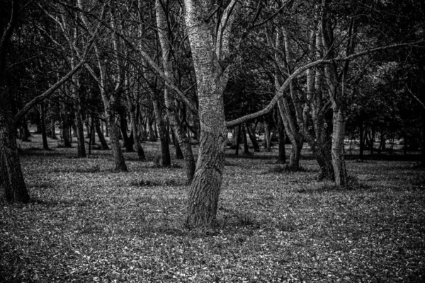 Drzewa Lesie Szczegóły Dzikiego Boque Natura — Zdjęcie stockowe