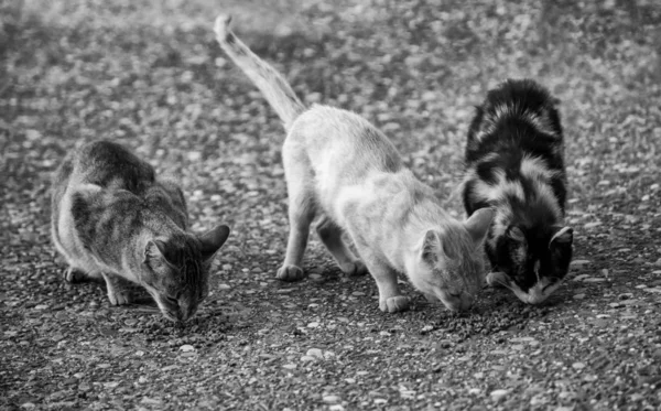 Utcai Macskák Eszik Részlet Elhagyott Állatok — Stock Fotó