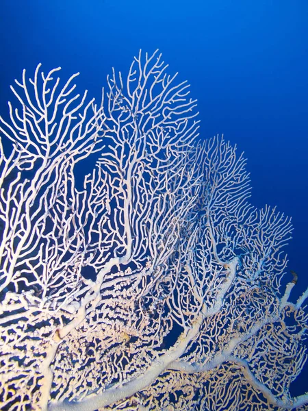 Коралловый Риф Горгонянами Фоне Голубой Воды Дне Тропического Моря Подводный — стоковое фото