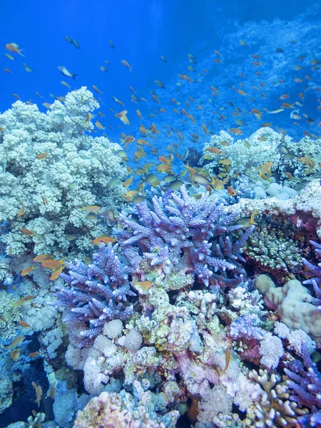 Färgglada Korallrev Undersidan Tropiska Havet Undervattenslandskap — Stockfoto