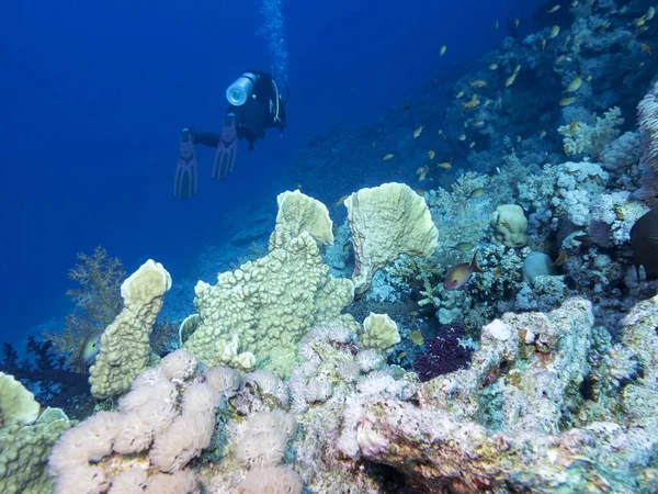 カラフルなサンゴ礁熱帯海 青い水 水中風景の背景にダイバーの下部に — ストック写真