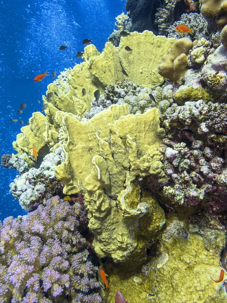 Kolorowe Rafy Koralowej Dole Tropikalne Morze Krajobraz Podwodnej — Zdjęcie stockowe