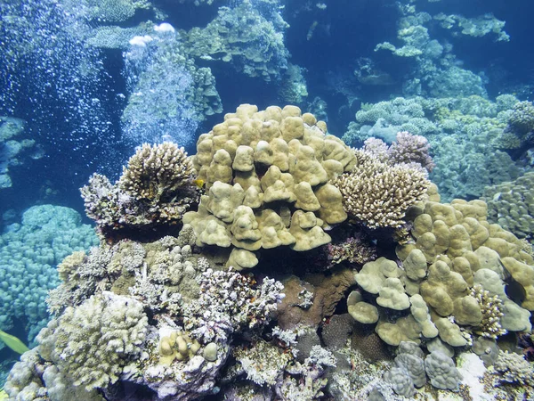 Barriera Corallina Colorata Sul Fondo Del Mare Tropicale Poriti Corallo — Foto Stock