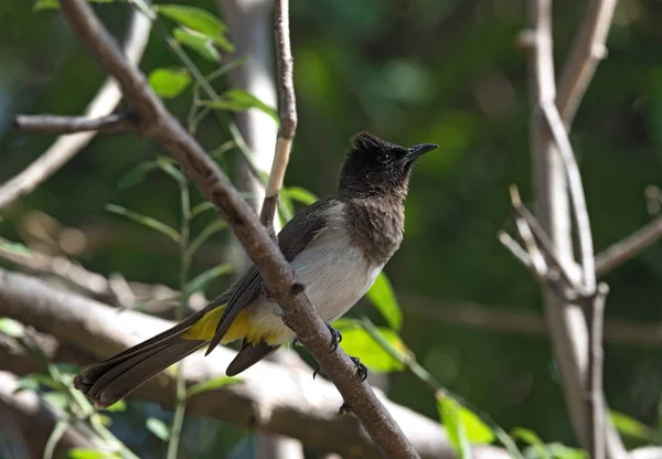 Mörk Glödlampa Sitter Trädgren Botswana — Stockfoto