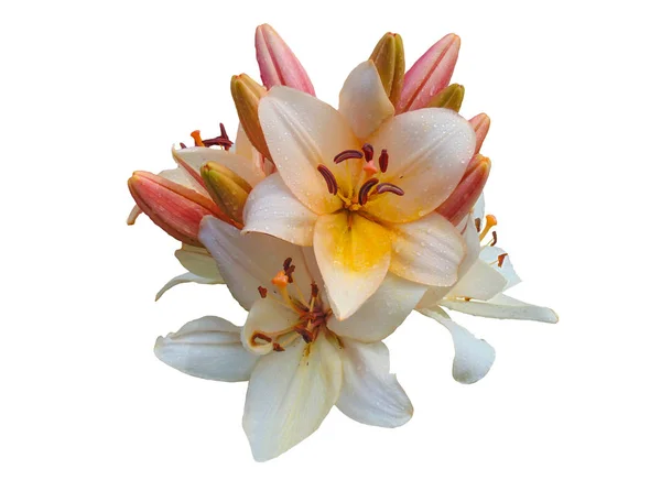 Bukiet Kwiatów Lilii Białym Tle — Zdjęcie stockowe