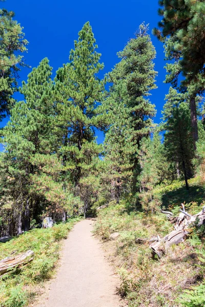Sentiero Escursionistico Oregon Centrale Che Conduce Black Butte Vicino Bend — Foto Stock
