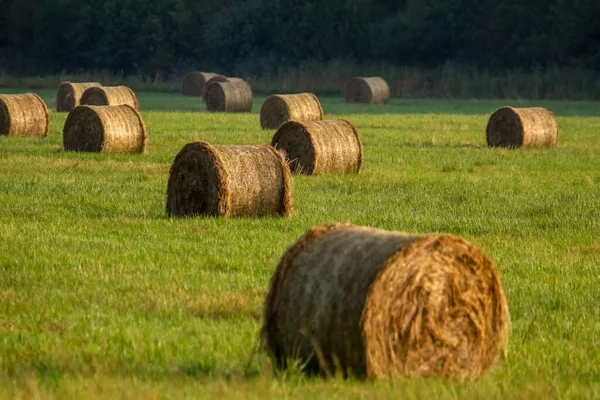 Paisagem Agrícola Fardos Campo — Fotografia de Stock