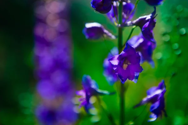 Pohled Krásné Jarní Květiny — Stock fotografie