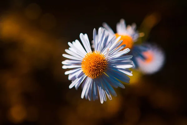 chamomile filed flowers, summer flora
