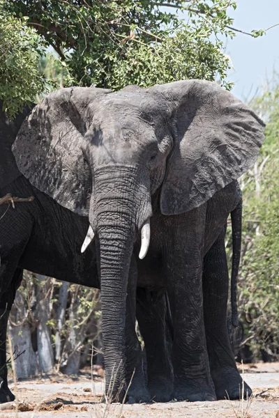 Αφρικανικός Ελέφαντας Εσωτερικη Εθνικού Πάρκου Chobe Μποτσουάνα Αφρική — Φωτογραφία Αρχείου