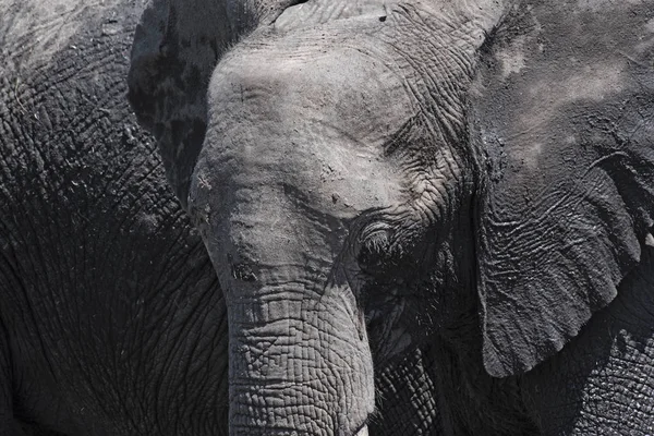 Elefante Africano Cerca Parque Nacional Del Coro Botswana África — Foto de Stock