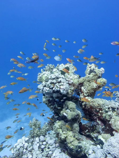 Színes Korallzátony Trópusi Tenger Fenekén Víz Alatti Táj — Stock Fotó