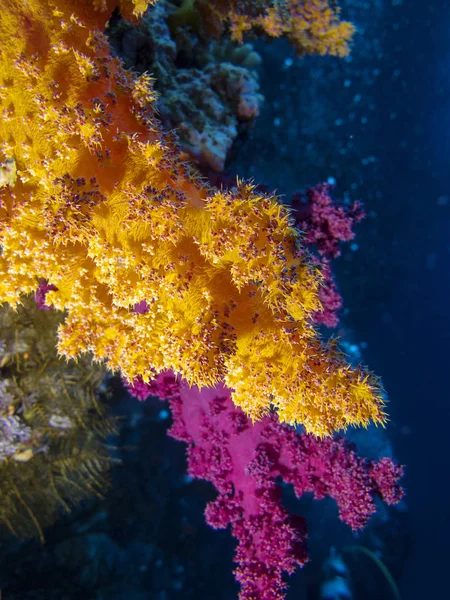 Barevný Korálový Útes Dně Tropické Moře Měkké Korály Oranžové Růžové — Stock fotografie