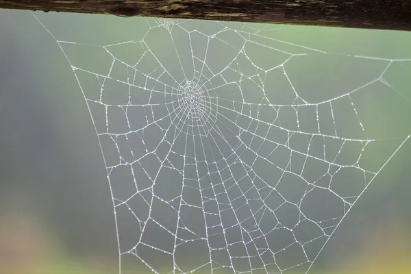 Toile Araignée Dans Nature Garmisch Partenkirchen Automne — Photo