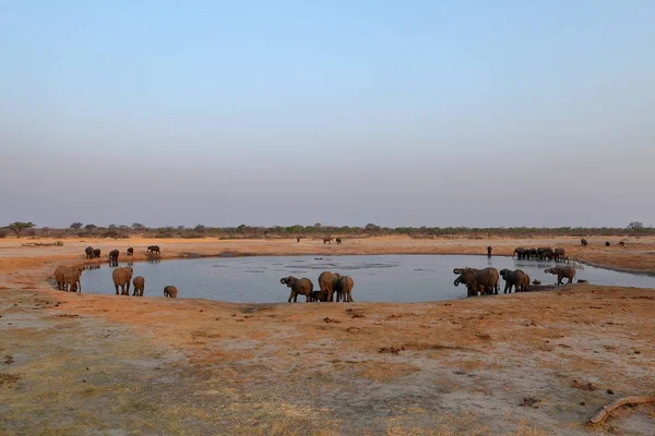 Elefantes Sabana Zimbabue — Foto de Stock