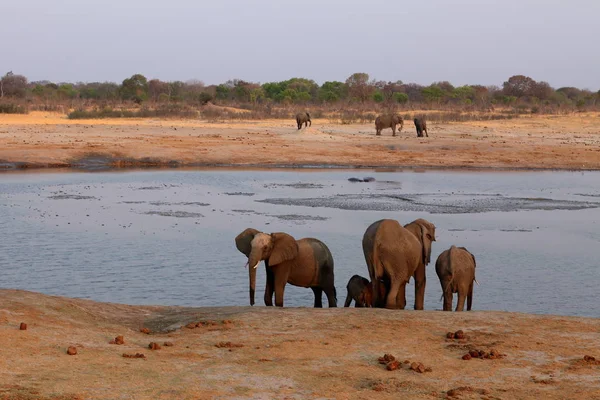 Elefanter Savannen Zimbabwe — Stockfoto