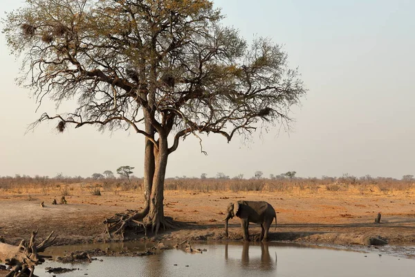 짐바브웨의 대초원에 코끼리 — 스톡 사진