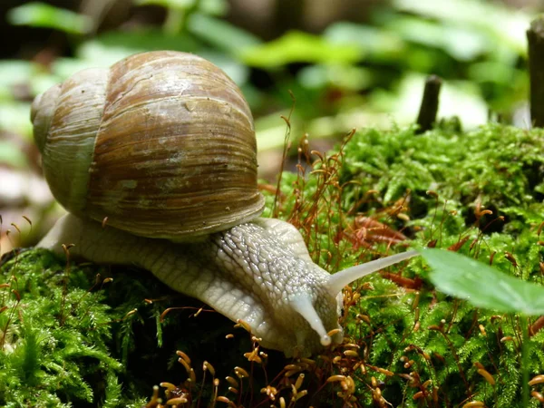 Vineyard Snail Helix Burgundy Snail — Stock Photo, Image