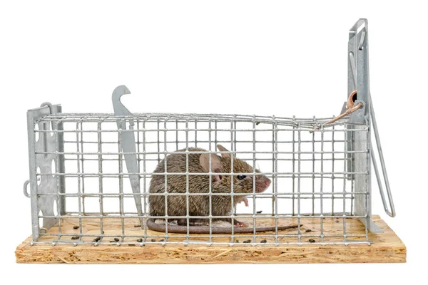 小老鼠坐在一个铁丝陷阱 在白色隔离的模糊背景 — 图库照片