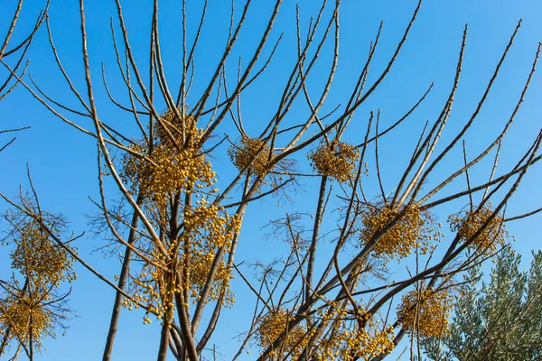 木の枝や植物相は — ストック写真