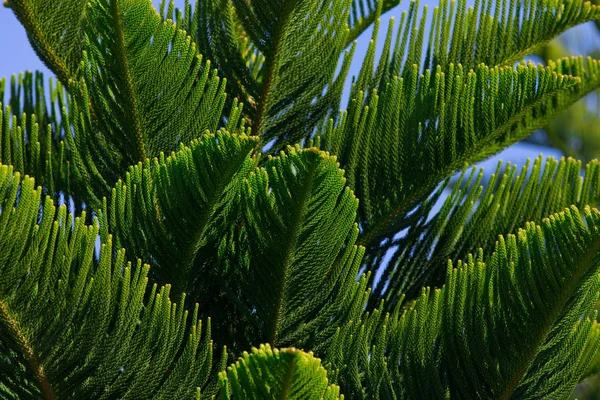 Palm Bakgrund Kopiera Utrymme — Stockfoto