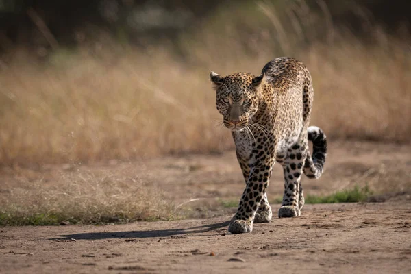 Çita Leopar Kedi Yırtıcı Hayvan — Stok fotoğraf