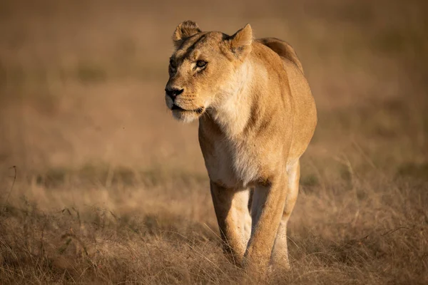 Löwin Wandert Links Blickend Durch Trockene Savanne — Stockfoto