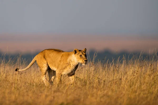 Lwica Spaceruje Długiej Trawie Horyzoncie — Zdjęcie stockowe