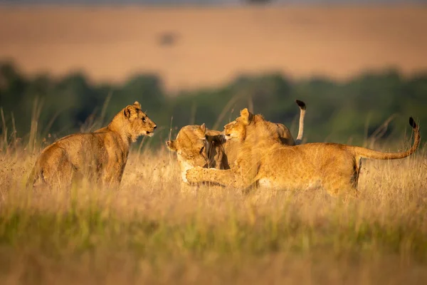 Lioness Παρακολουθεί Δύο Άλλοι Παίζουν Αγώνα — Φωτογραφία Αρχείου