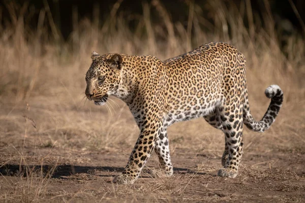 Leopardo Caminha Sobre Solo Arenoso Savana — Fotografia de Stock