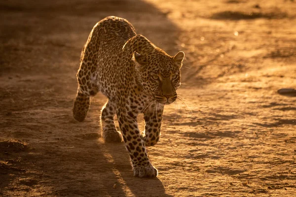 Leopard Wandert Goldenem Licht Über Savanne — Stockfoto