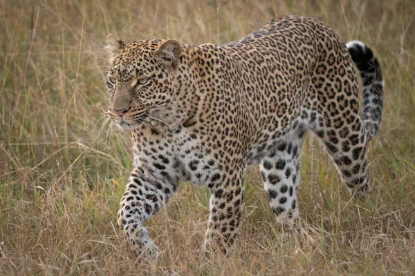 Çita Kedi Leopar Hayvan — Stok fotoğraf