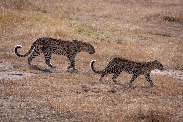 Cheetah Kucing Macan Tutul Hewan — Stok Foto