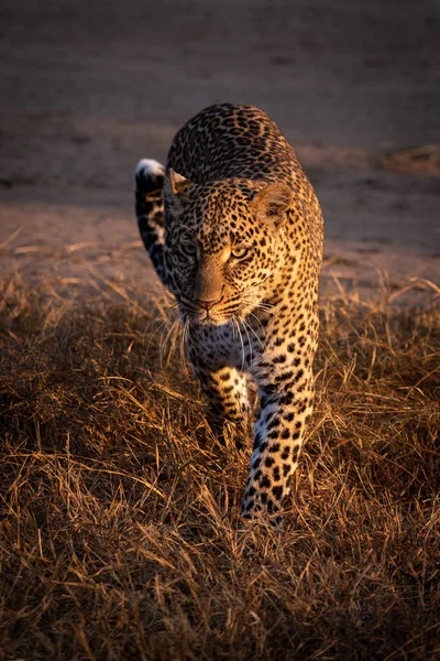 Çita Kedi Leopar Hayvan — Stok fotoğraf