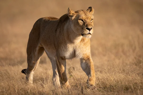 Lionne Marchant Sur Herbe Courte Regardant Vers Avenir — Photo