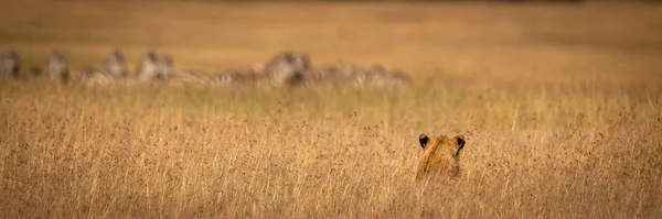 Leão Esconde Grama Longa Assistindo Zebra — Fotografia de Stock