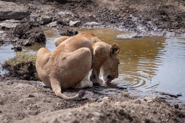 Leeuwin Kruipt Drinken Uit Rotsachtige Stroom — Stockfoto